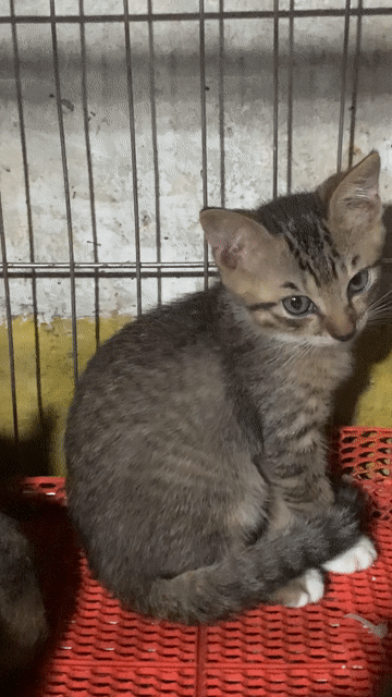 Mèo Anh lông ngắn Tabby đực 2 tháng. Mua bán Mèo tại Quận Hoàng Mai Hà Nội được đăng bởi HÀ UYỂN NHI  hình 1