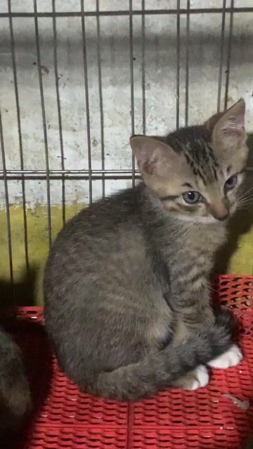 Mèo Anh lông ngắn Tabby đực 2 tháng. Mua bán Mèo tại Quận Hoàng Mai Hà Nội được đăng bởi HÀ UYỂN NHI  hình 1