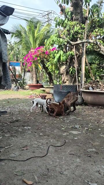Chó Phốc hươu đực 14 tháng. Mua bán Chó tại Quận 12 Tp Hồ Chí Minh được đăng bởi NGUYÊN KHANG hình 1