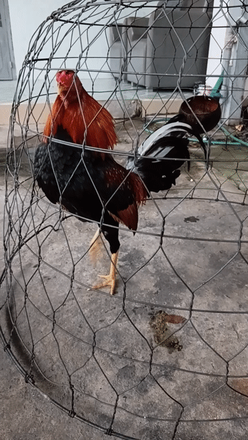 Gà Cuban Mỹ 1.25kg màu Cam. Mua bán Gà tại Thành phố Thủ Dầu Một Bình Dương được đăng bởi Nguyễn Minh Tiến  hình 1