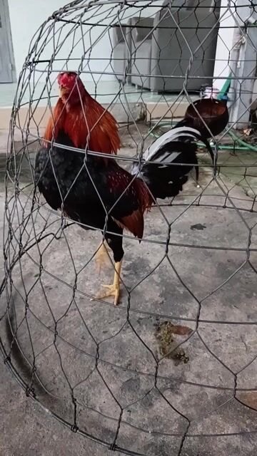 Gà Cuban Mỹ 1.25kg màu Cam. Mua bán Gà tại Thành phố Thủ Dầu Một Bình Dương được đăng bởi Nguyễn Minh Tiến  hình 1
