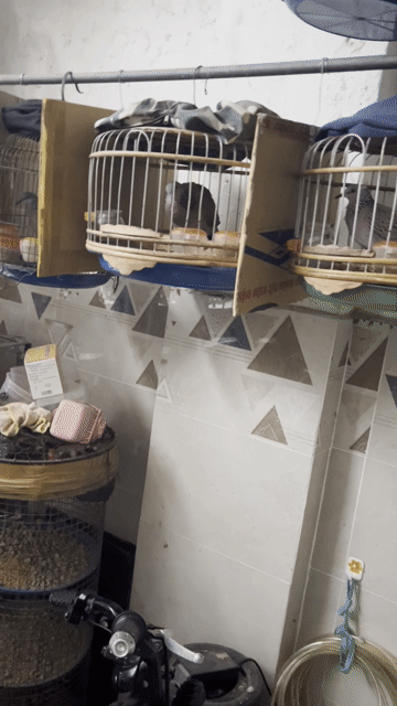 Chim cu gáy. Mua bán Chim tại Quận Tân Bình Tp Hồ Chí Minh được đăng bởi a cường hình 1