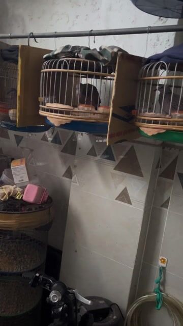 Chim cu gáy. Mua bán Chim tại Quận Tân Bình Tp Hồ Chí Minh được đăng bởi a cường hình 1