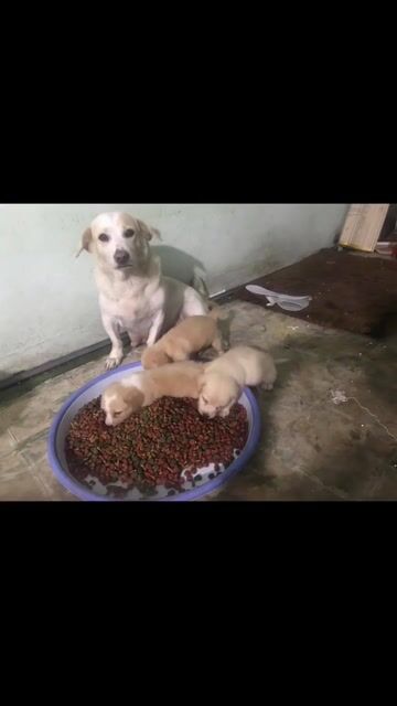 Chó con. Mua bán Chó tại Quận 4 Tp Hồ Chí Minh được đăng bởi Bún đậu Tràng An Quán hình 1
