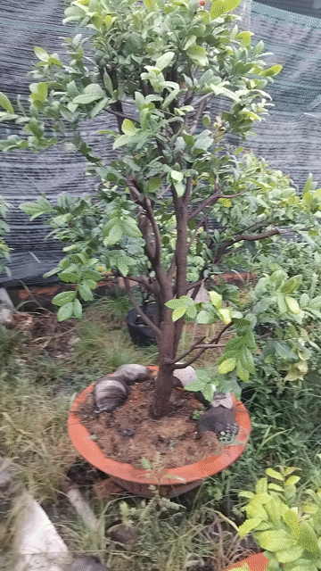Mai tứ quý Zin. Mua bán Cây cảnh, đồ trang trí tại Quận 12 Tp Hồ Chí Minh được đăng bởi ĐẠT hình 1