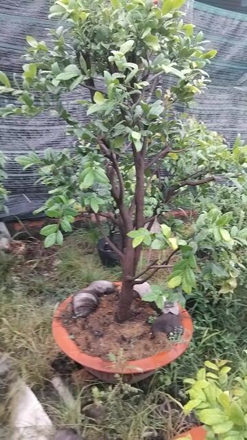 Mai tứ quý Zin. Mua bán Cây cảnh, đồ trang trí tại Quận 12 Tp Hồ Chí Minh được đăng bởi ĐẠT hình 1