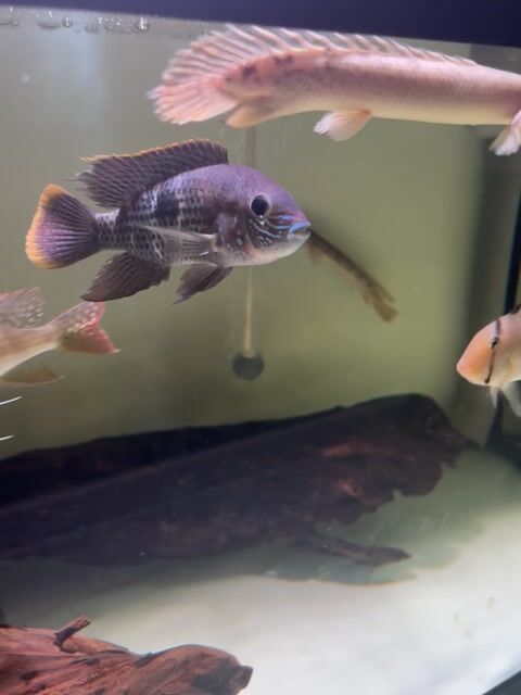 Cá kim cương xanh 2n5 Khỏe. Mua bán Thú cưng khác tại Quận Gò Vấp Tp Hồ Chí Minh được đăng bởi Adrian Vo hình 1