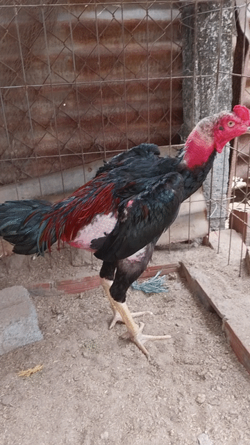 tía chân vàng. Mua bán Gà tại Thị xã Điện Bàn Quảng Nam được đăng bởi Vô Cùng hình 1