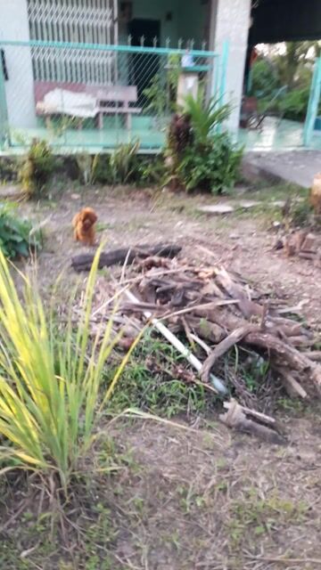 Chó Poodle đực 8 tháng. Mua bán Chó tại Quận Thốt Nốt Cần Thơ được đăng bởi trại phốc hươu hay còn gọi phốc nai ở quận thốt nốt hình 1