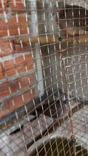 Chim cu gáy khỏe mạnh. Mua bán Chim tại Huyện Bình Chánh Tp Hồ Chí Minh được đăng bởi Hữu hình 1