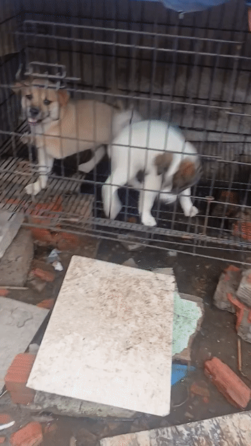 10con Chó Pitbull lai Becgie Đực Cái. Mua bán Chó tại Huyện Nhà Bè Tp Hồ Chí Minh được đăng bởi yến hình 1