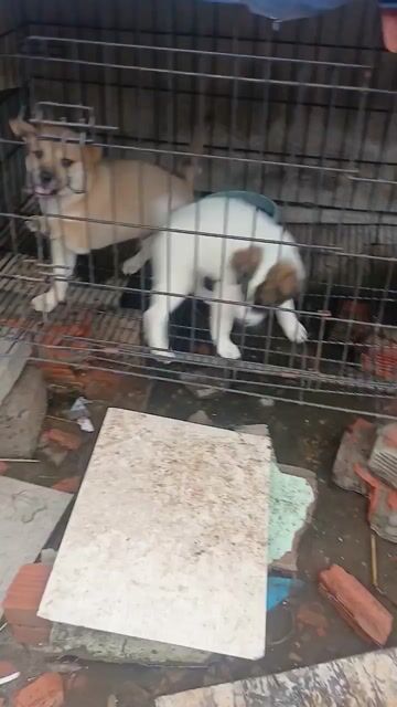 10con Chó Pitbull lai Becgie Đực Cái. Mua bán Chó tại Huyện Nhà Bè Tp Hồ Chí Minh được đăng bởi yến hình 1