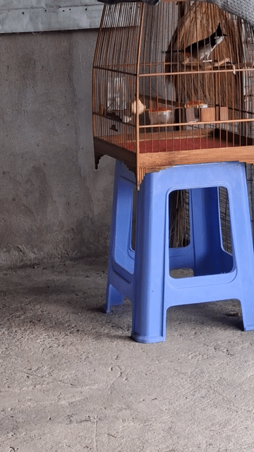 Chim chào mào không rõ giới tính. Mua bán Chim tại Thị xã Tân Uyên Bình Dương được đăng bởi L V T hình 1