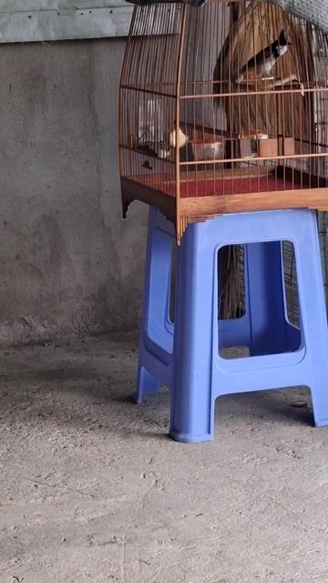 Chim chào mào không rõ giới tính. Mua bán Chim tại Thị xã Tân Uyên Bình Dương được đăng bởi L V T hình 1