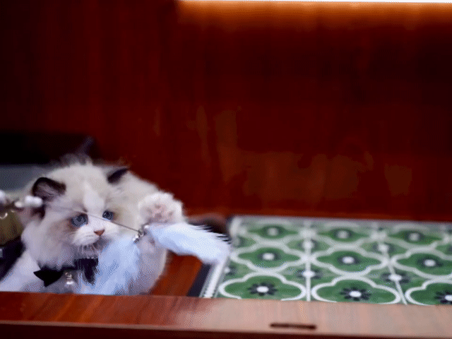 Mèo Ragdoll cái 3 tháng. Mua bán Mèo tại Thành phố Thủ Đức Tp Hồ Chí Minh được đăng bởi Âu Minh Huy hình 1