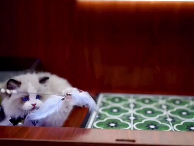 Mèo Ragdoll cái 3 tháng. Mua bán Mèo tại Thành phố Thủ Đức Tp Hồ Chí Minh được đăng bởi Âu Minh Huy hình 1