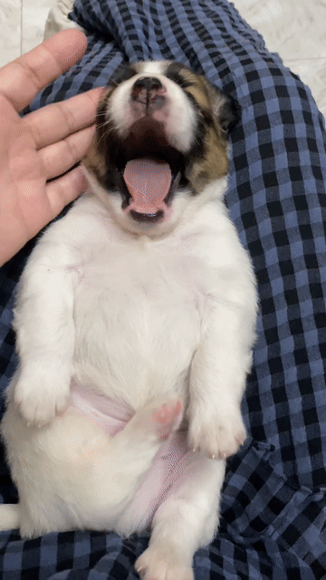 Chó Poodle lai Pug Pháp đực 3 tuần trắng nâu đen. Mua bán Chó tại Quận 8 Tp Hồ Chí Minh được đăng bởi Kim hình 1