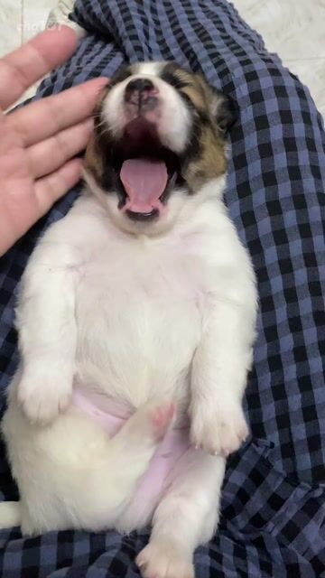 Chó Poodle lai Pug Pháp đực 3 tuần trắng nâu đen. Mua bán Chó tại Quận 8 Tp Hồ Chí Minh được đăng bởi Kim hình 1