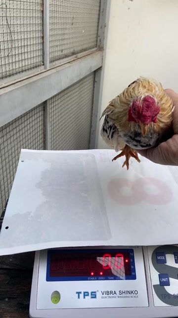 tre bắc nọc mơ mini. Mua bán Gà tại Huyện Hòa Thành Tây Ninh được đăng bởi Trọng Khải hình 1