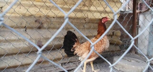 Gà mái điều 2k5. Mua bán Gà tại Huyện Bắc Tân Uyên Bình Dương được đăng bởi lê nguyên hình 1