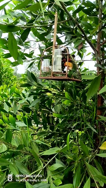 Lụp bẫy chim Tre, Kim loại Đã sử dụng. Mua bán Chim tại Quận Bình Tân Tp Hồ Chí Minh được đăng bởi Nhân Bình Tân  hình 1