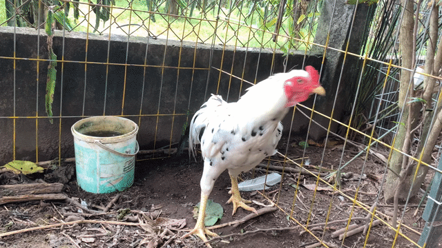Bướm việt trạng 3kg2. Mua bán Gà tại Huyện Bình Chánh Tp Hồ Chí Minh được đăng bởi Việt hình 1