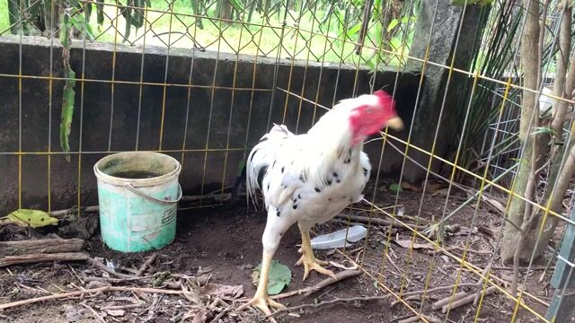 Bướm việt trạng 3kg2. Mua bán Gà tại Huyện Bình Chánh Tp Hồ Chí Minh được đăng bởi Việt hình 1