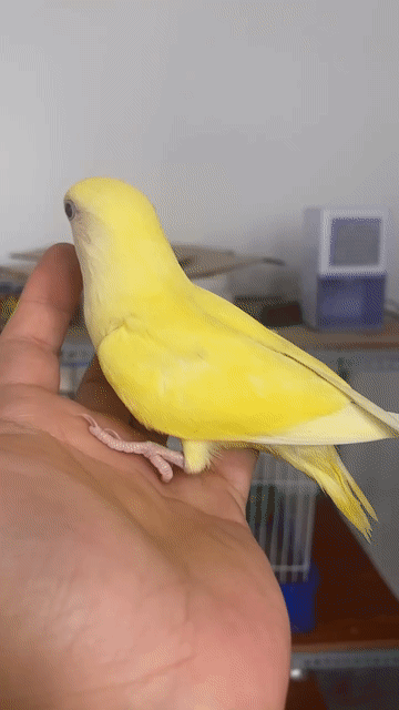 Vẹt lovebird Vàng dạn người, thân thiện. Mua bán Chim tại Quận 12 Tp Hồ Chí Minh được đăng bởi Diễm Hương hình 1