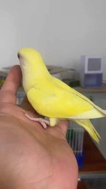 Vẹt lovebird Vàng dạn người, thân thiện. Mua bán Chim tại Quận 12 Tp Hồ Chí Minh được đăng bởi Diễm Hương hình 1