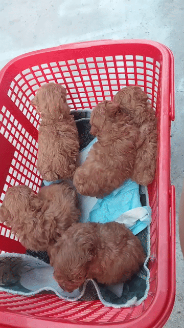 Chó Poodle cái hơn 1 tháng tuổi. Mua bán Chó tại Huyện Củ Chi Tp Hồ Chí Minh được đăng bởi Thảo Phạm hình 1
