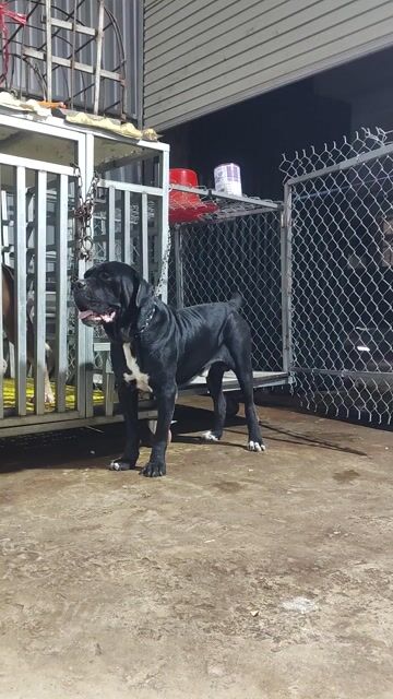 Chó Ngao Ý đực màu Đen. Mua bán Chó tại Quận Hà Đông Hà Nội được đăng bởi Lê Đình Đức hình 1