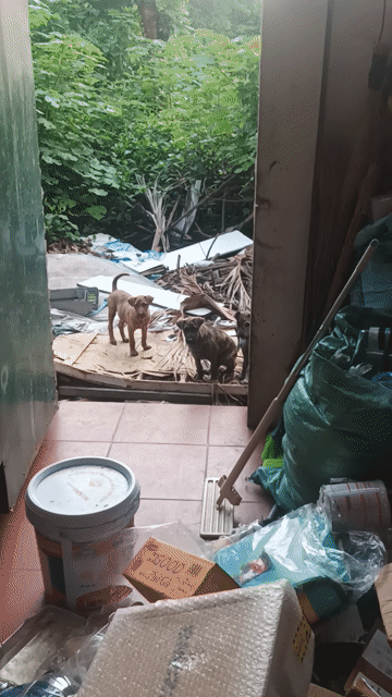 Chó Phú Quốc vằn, nâu 3 tháng. Mua bán Chó tại Quận Hoàng Mai Hà Nội được đăng bởi Mr Bach hình 1