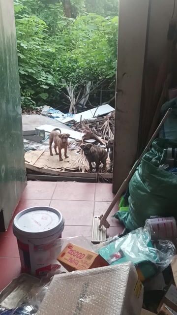 Chó Phú Quốc vằn, nâu 3 tháng. Mua bán Chó tại Quận Hoàng Mai Hà Nội được đăng bởi Mr Bach hình 1