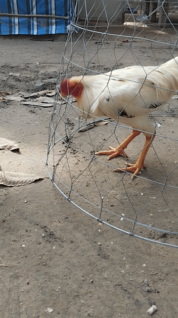 Gà Thái Mỹ 3.35kg 10.5 tháng. Mua bán Gà tại Thành phố Thuận An Bình Dương được đăng bởi Nguyễn Văn Hận hình 1