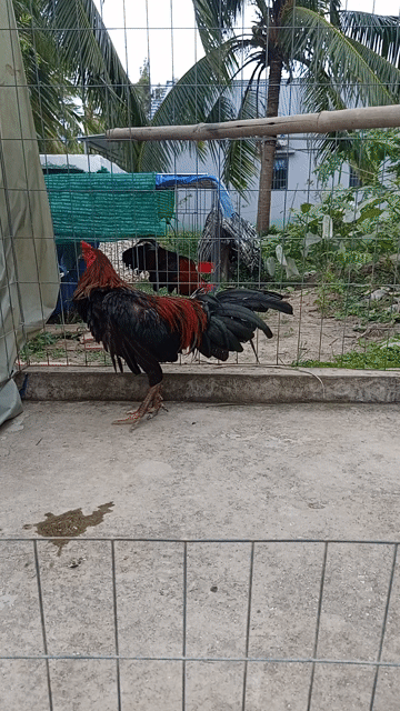 Gà que 2.7kg. Mua bán Gà tại Huyện Mỹ Tú Sóc Trăng được đăng bởi Hiệp hình 1