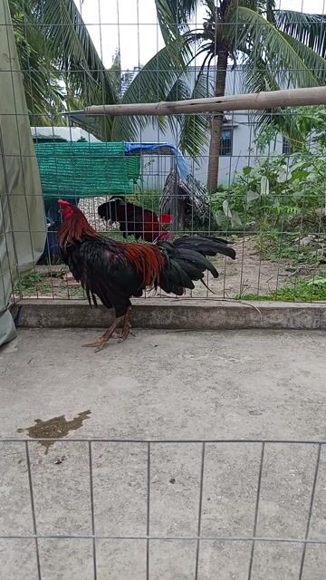 Gà que 2.7kg. Mua bán Gà tại Huyện Mỹ Tú Sóc Trăng được đăng bởi Hiệp hình 1
