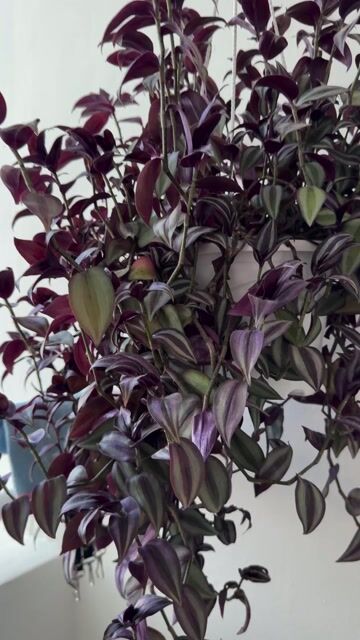 Mèo Anh lông ngắn cái đã sổ giun. Mua bán Mèo tại Quận 7 Tp Hồ Chí Minh được đăng bởi Đại Lý  hình 1