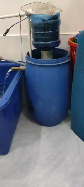 Bể cá nhựa xanh dương 500 lit. Mua bán Phụ kiện, Thức ăn, Dịch vụ tại Thị xã Tân Uyên Bình Dương được đăng bởi Trường hình 1