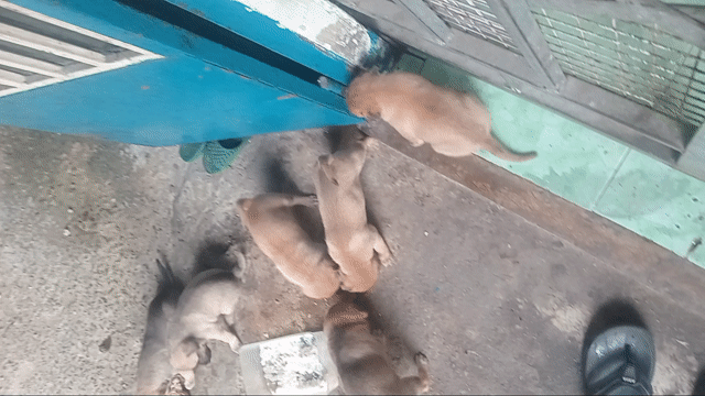 Chó cỏ Nâu 1 tháng tuổi. Mua bán Chó tại Thành phố Thủ Đức Tp Hồ Chí Minh được đăng bởi Nguyễn Văn Tâm hình 1