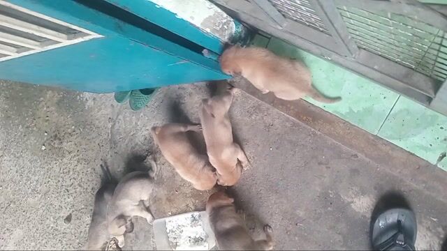 Chó cỏ Nâu 1 tháng tuổi. Mua bán Chó tại Thành phố Thủ Đức Tp Hồ Chí Minh được đăng bởi Nguyễn Văn Tâm hình 1