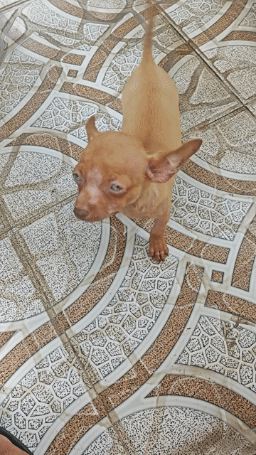 Chó Chihuahua Nâu 4 tháng đã chích 1 mũi. Mua bán Chó tại Thành phố Long Xuyên An Giang được đăng bởi Phuoc Mac hình 1