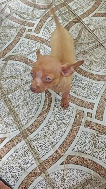 Chó Chihuahua Nâu 4 tháng đã chích 1 mũi. Mua bán Chó tại Thành phố Long Xuyên An Giang được đăng bởi Phuoc Mac hình 1