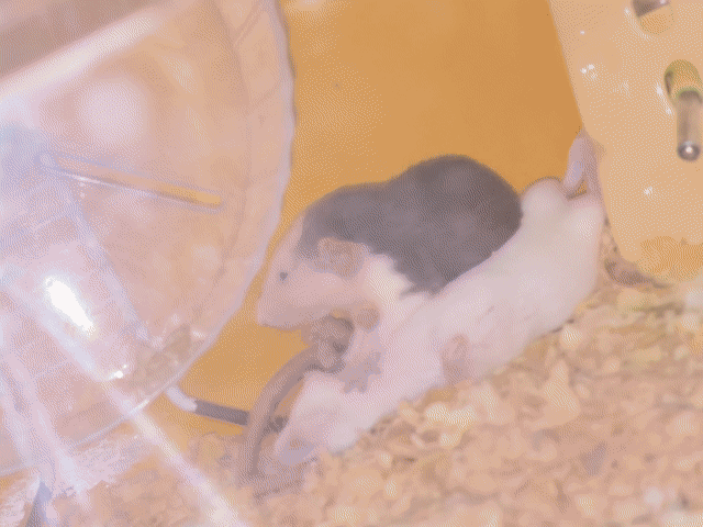 Chuột Hamster Đen trắng. Mua bán Thú cưng khác tại Quận 4 Tp Hồ Chí Minh được đăng bởi Nguyen Tu Anh hình 1