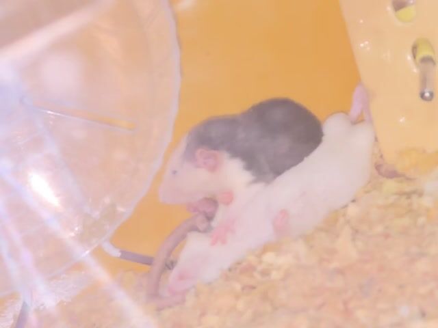 Chuột Hamster Đen trắng. Mua bán Thú cưng khác tại Quận 4 Tp Hồ Chí Minh được đăng bởi Nguyen Tu Anh hình 1