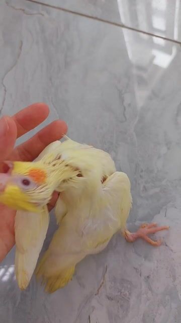 Vẹt cockatiel baby quấn chủ. Mua bán Chim tại Quận 12 Tp Hồ Chí Minh được đăng bởi Nguyễn Thị Diễm Hương hình 1