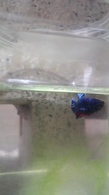 Cá betta 8. Mua bán Thú cưng khác tại Huyện Trà Ôn Vĩnh Long được đăng bởi Hồng Thúy hình 1