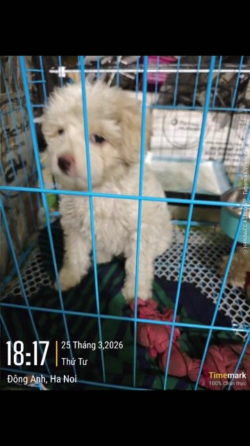 Chó Poodle đực hơn 3 tháng đã tiêm. Mua bán Chó tại Huyện Đông Anh Hà Nội được đăng bởi Quang Hữu Motor hình 1