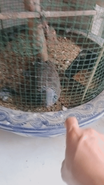 Chim cu gáy bám âm Phấn hồng cả đôi hơn 2 năm. Mua bán Chim tại Quận Thanh Xuân Hà Nội được đăng bởi Hải hình 1