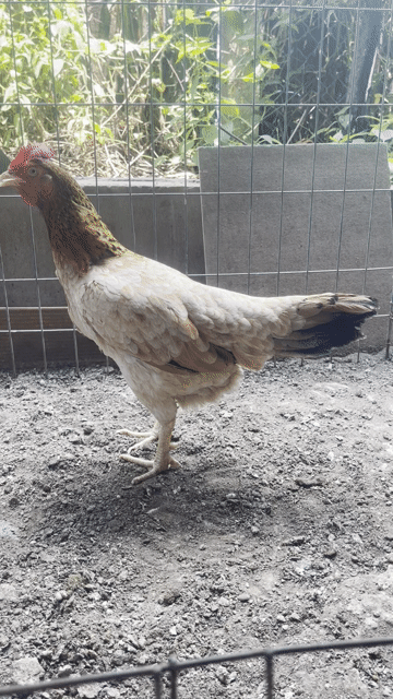 Camelo 2kg7 Việt độc đinh mới tách lứa 2. Mua bán Gà tại Huyện Chợ Gạo Tiền Giang được đăng bởi Tài Kc hình 1