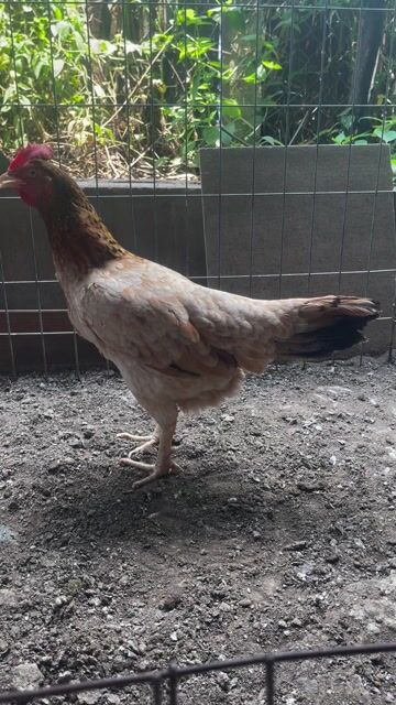 Camelo 2kg7 Việt độc đinh mới tách lứa 2. Mua bán Gà tại Huyện Chợ Gạo Tiền Giang được đăng bởi Tài Kc hình 1